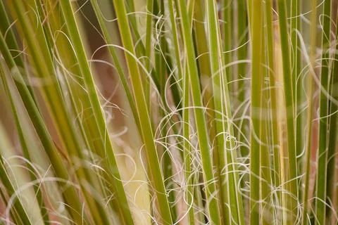 Yucca threads up close in warm sunlight Stock Photos