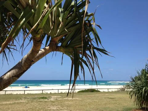 Yucca tree with beach in background sunny day Stock Photos