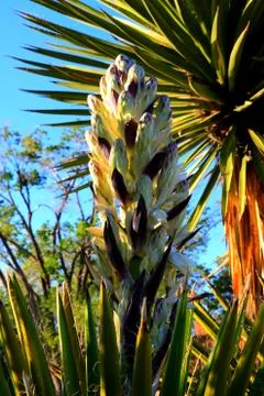 Yucca tree buds Stock Photos