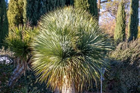 A yucca tree close up Stock Photos