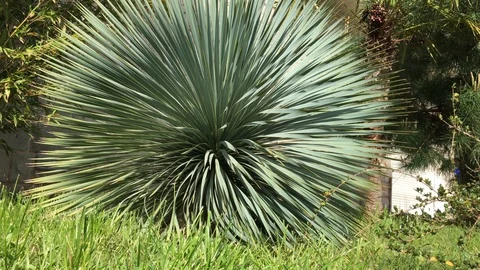 Yucca tree in the garden Stock Footage 89211069
