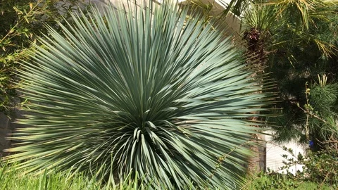 Yucca tree in the garden Stock Footage 89212908