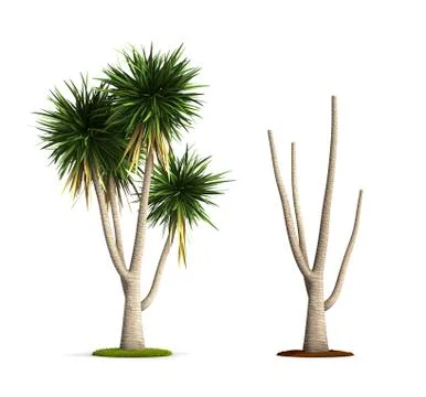 Yucca tree. Stock Illustration