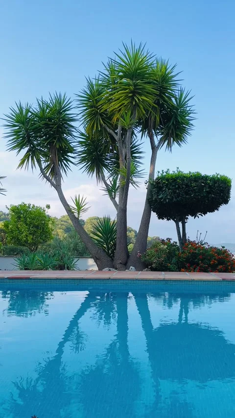 Yucca trees reflected in a rippling blue swimming pool with garden greenery Stock Footage 344412288