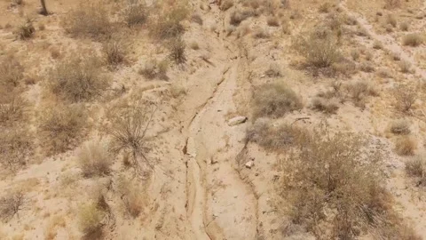 Yucca Valley Desert Video stock 243771903