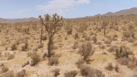 Yucca Valley Desert Video stock 243771909