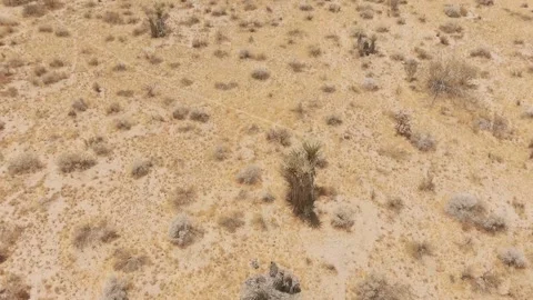 Yucca Valley Desert Video stock 243771946
