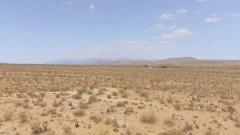 Yucca Valley Desert Video stock 243771955