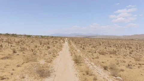 Yucca Valley Desert Video stock 243771960