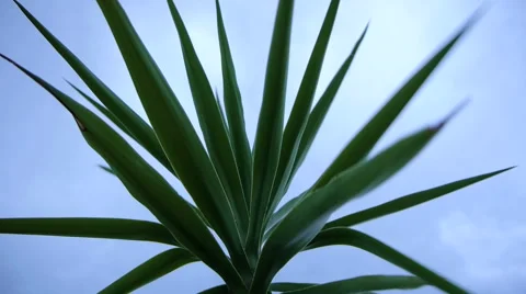 Yucca in the wind Video stock 66856105