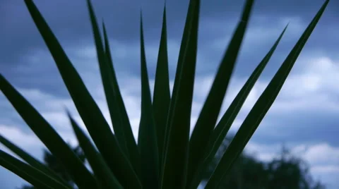 Yucca in the wind Video stock 66856611