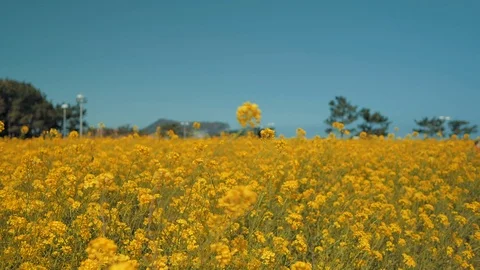 A 'Yuchae' rapeseed garden Stock Footage 126204590