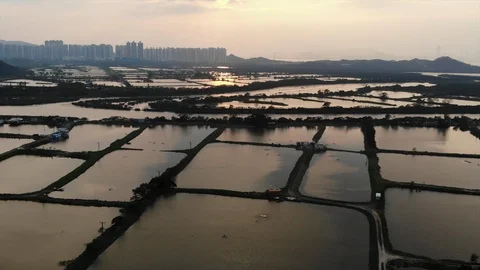 Yuen Long sunset fish pond Stock Footage 108930607