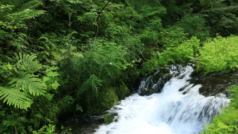 Yukawa's Clear Stream Stock Footage 324894307