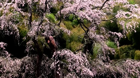 Yukimura's Cherry Blossoms Stock-Footage 332200026