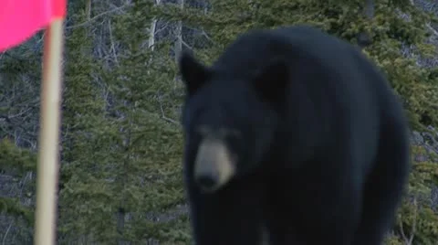 Yukon Black Bear Attacking Cameraman Stock Footage 10946273