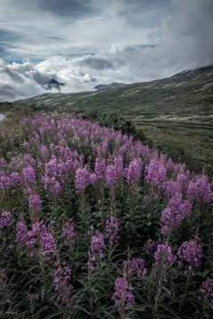 Yukon Fireweed Stock Photos