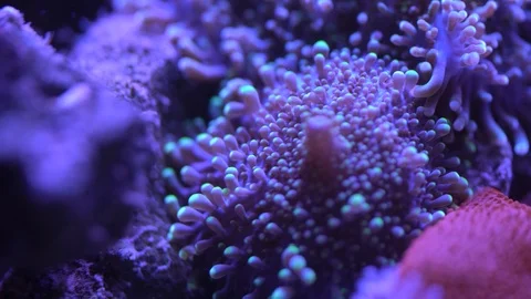 Yuma coral close up Stock Footage 91476517