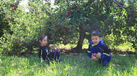 Yummy apples! Stock Footage