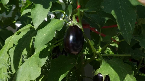Yummy eggplant on bright sun Stock Footage 100521929