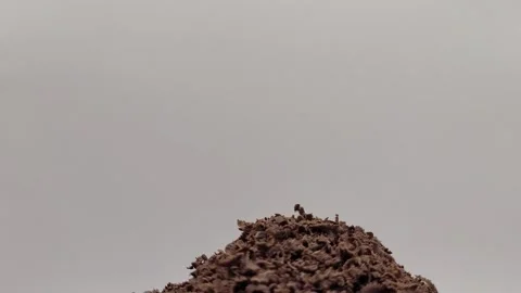 Yummy portion of grated chocolate. Stock Footage 290867882