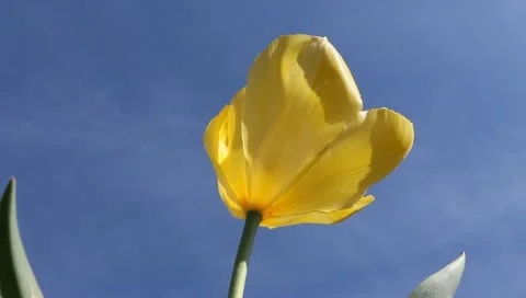 Yummy yellow tulip Stock Footage 11019716