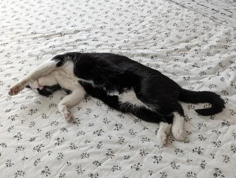 Yuna Fotos de archivo