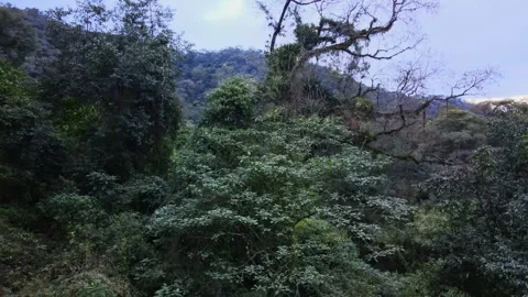 Yungas Cloud Forest Canopy on Andean Mountain Slope in Northwest Argentina Stock Footage 346054500