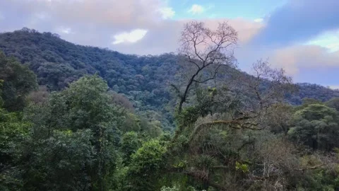 The Yungas Cloud Forest Canopy on Andes Mountain Slopes, Northwest Argentina Stock Footage 346339672