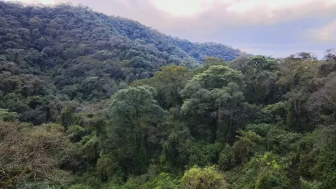 Yungas Cloud Forest Canopy Covering Mountain Slopes in Northwest Argentina Stock Footage 346146893