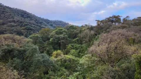 Yungas Cloud Forest Canopy on Eastern Slopes of the Andes Mountains in Stock Footage 346146905