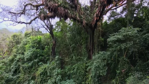 The Yungas Cloud Forest Canopy with Epiphyte Laden Tree, Northwest Argentina Stock Footage 345860261
