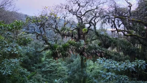 Yungas Cloud Forest Canopy with Mossy Branches in Northwest Argentina Stock Footage 346456116