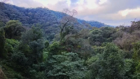 Yungas Cloud Forest Canopy on Mountain Slope, Northwest Argentina Stock Footage 345860250