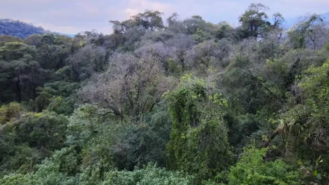 Yungas Cloud Forest Canopy in Northwest Argentina. Static Drone Shot 動画素材 345970338