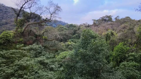 Yungas Cloud Forest Canopy in Northwest Argentina Mountains. Static Shot. Stock Footage 345979893