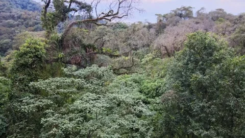 Yungas Cloud Forest Canopy in Northwest Argentina, Dense Green Jungle Trees Stock Footage 346504578
