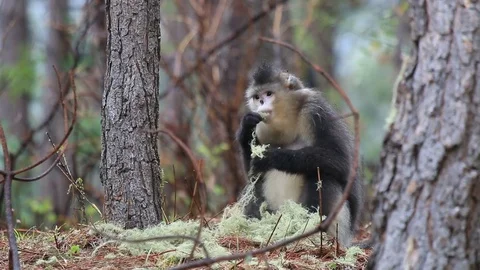 Yunnan Black Snub-Nosed Monkey (Rhinopithecus Bieti) Stock Footage 75076147