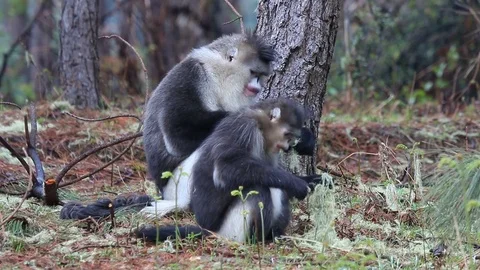 Yunnan Black Snub-Nosed Monkey (Rhinopithecus Bieti) Stock Footage 75079622