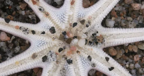 Yuong starfish Solaster endeca close up, order Valvatida. Stock Footage 297608309