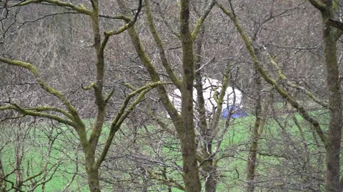 Yurt behind forest trees in the Dyfi Valley Forest of Wales, UK Stock Footage 130349927