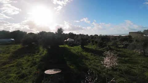 Yurt in Olive Grove with Blossoming Tree, Aerial View Stock Footage 337690218