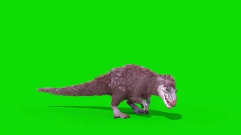 Yutyrannus Green Screen Roar Loop, Dinosaurs, Jurassic, Plumage 3D Animation Stock Footage 236252338