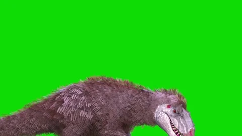 Yutyrannus Green Screen Roar Loop, Side, Dinosaurs, Jurassic, Plumage 3D Ani 動画素材 236252393