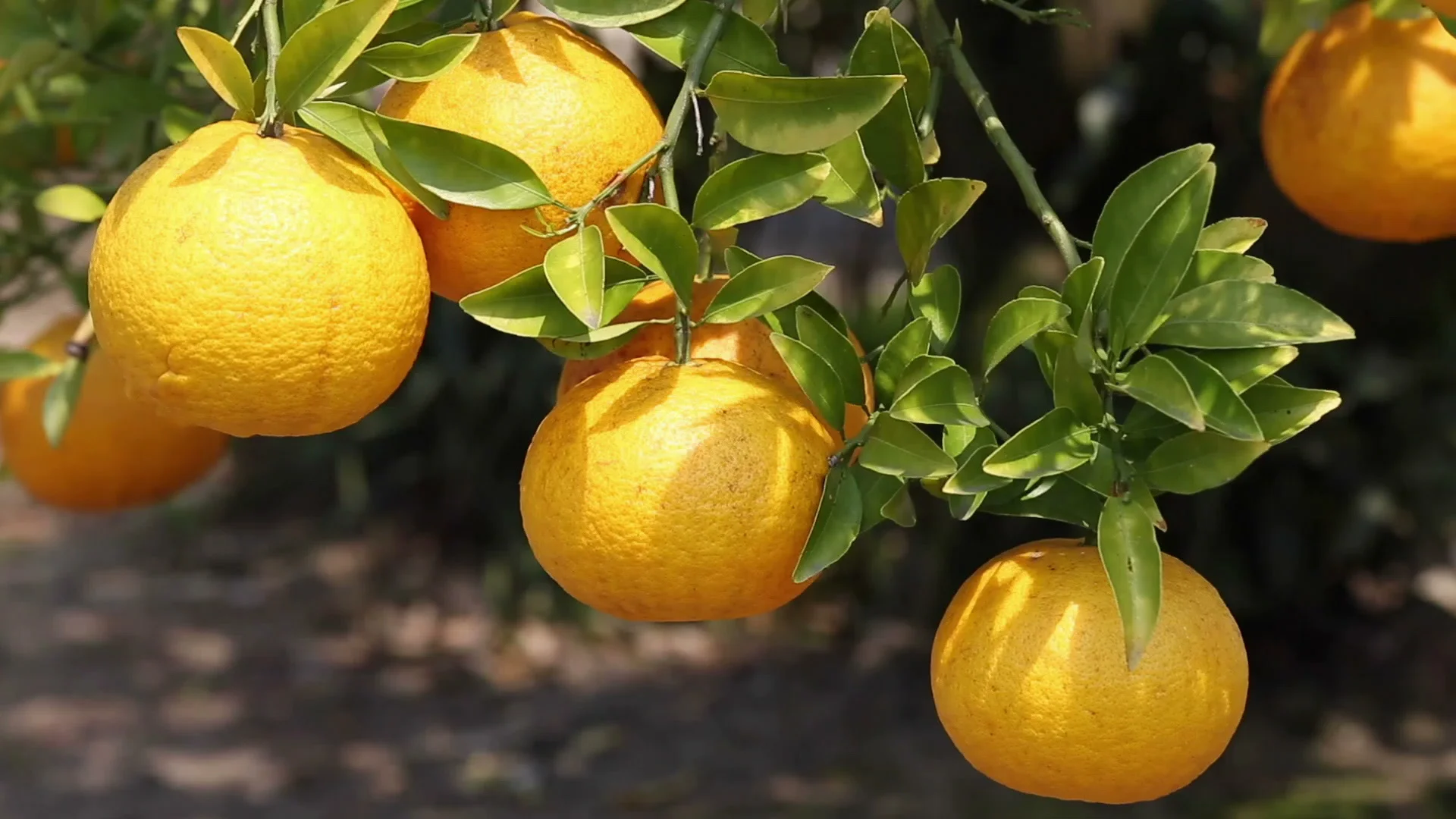 Yuzu citrus fruit tree | Stock Video | Pond5