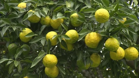 Yuzu Fruits on the Tree Video stock 333180495