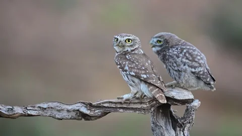 Z50 7313-2Little Owl (Athene noctua) Parent Feeding Chick with Mouse in Natural  Vídeo Stock 339271553