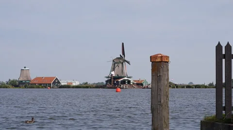 Zaanse Schans Netherlands windmill in the background of a lake with a duck Stockbeeldmateriaal 60980457