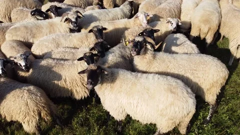 Zabljak Sheeps Video stock 140551614
