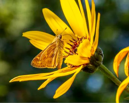 Zabulon Skipper Stock Photos